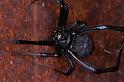 Latrodectus_hasselti_D3459_Z_86_Karinji NP_Australie